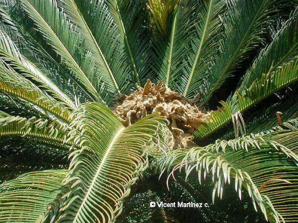 JAPANESE SAGO PALM