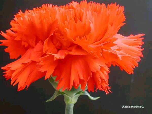 CARNATION PLANT