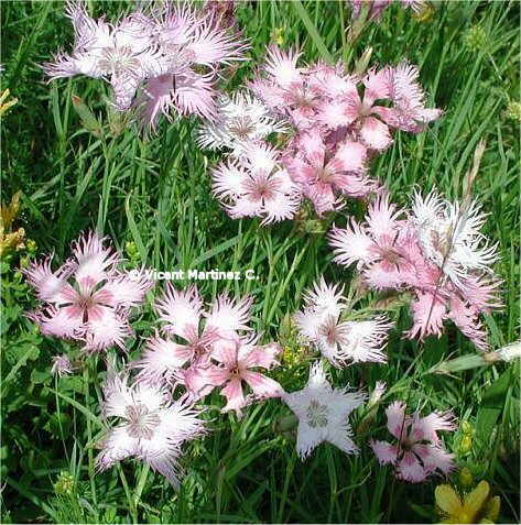 DIANTHUS