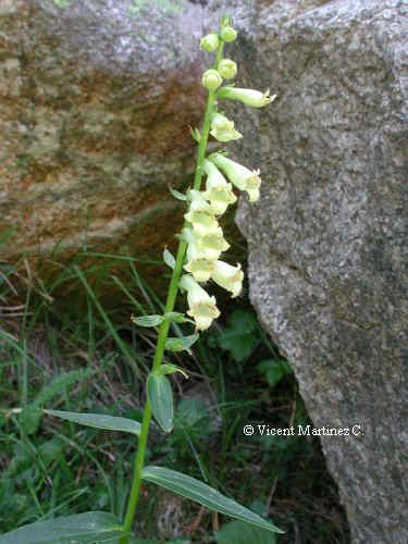 SMALL YELLOW FOXGLOVE