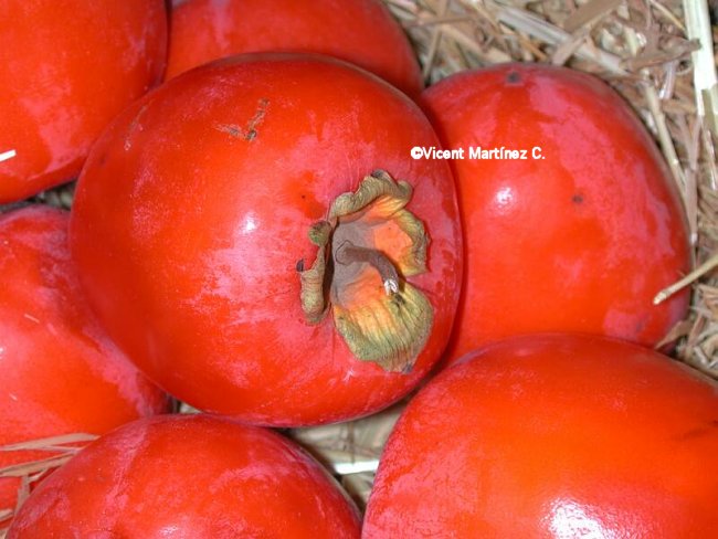 fruit of Diospyros kaki