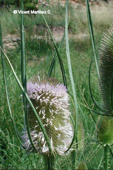 wild teasel