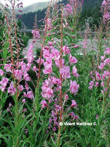 FIREWEED