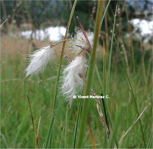 ERIOPHORUM ANGUSTIFOLIUM