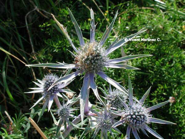 ERYNGIUM BOURGATII