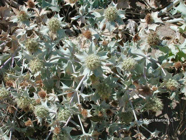 Eryngium maritimum