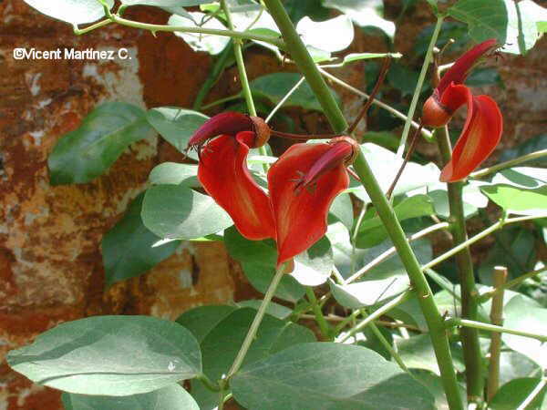 COMMON CORAL TREE