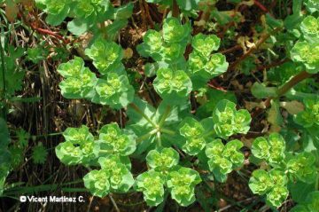 Photo of spurge
