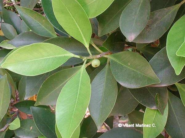 INDIAN LAUREL FIG