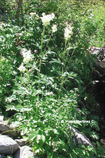 MEADOWSWEET