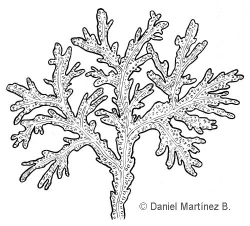 Drawing of fucus