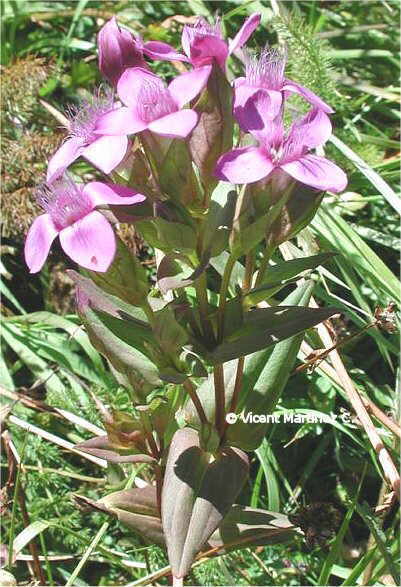 Gentiana campestris