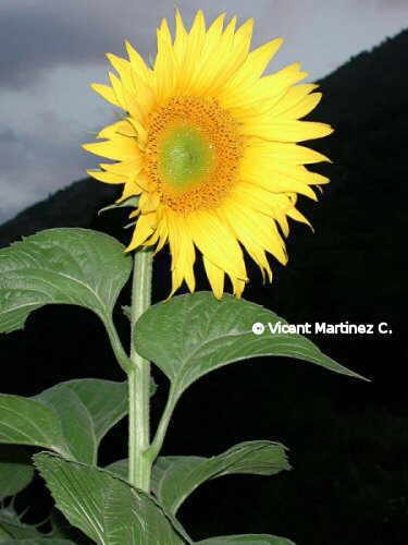 SUNFLOWER PLANT