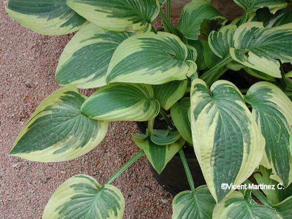 HOSTA