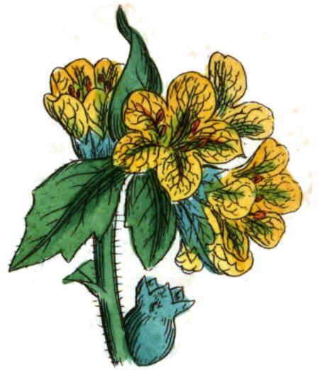 A drawing of the plant