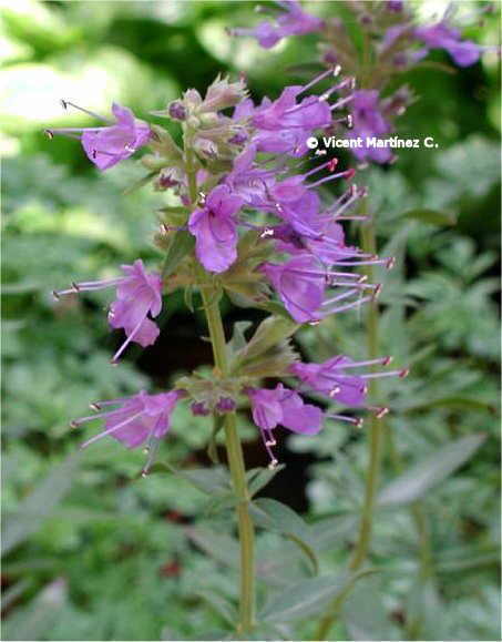 hyssop flowers