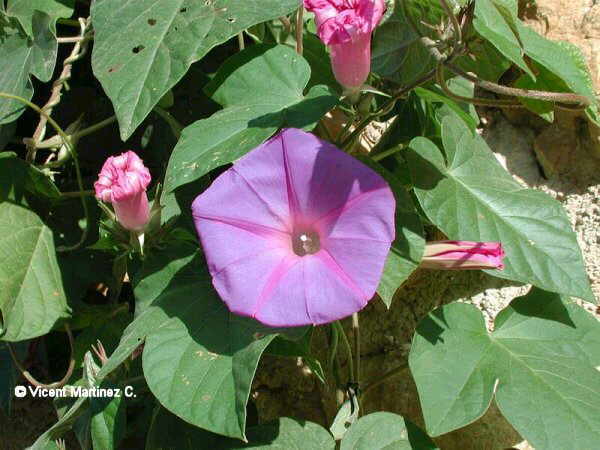 COMMON MORNING GLORY