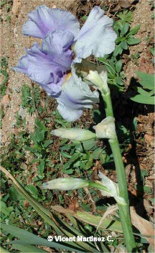 BEARDED IRIS