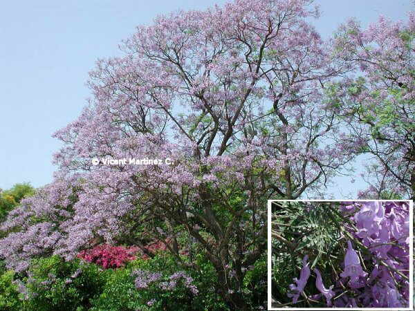 JACARANDA