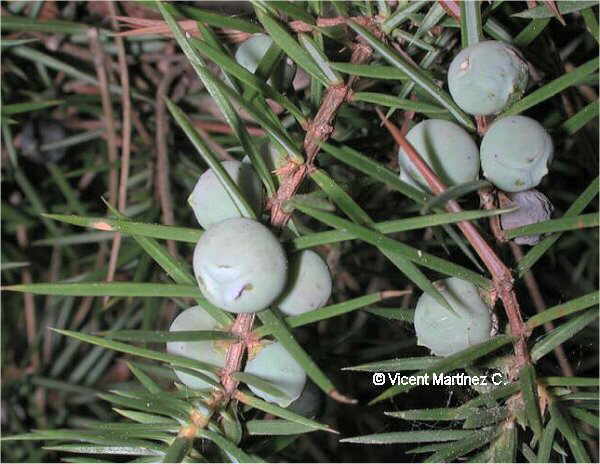 Juniper fruits and leaves 