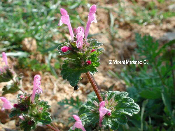 Lamium amplexicale