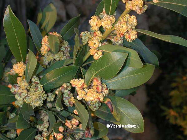Photo of laurel leaves and flowers