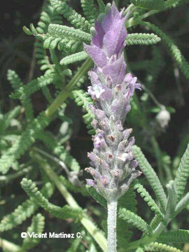 LAVANDULA DENTATA