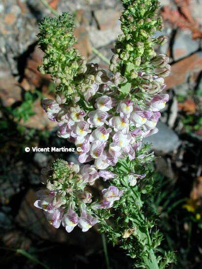 PALE TOADFLAX