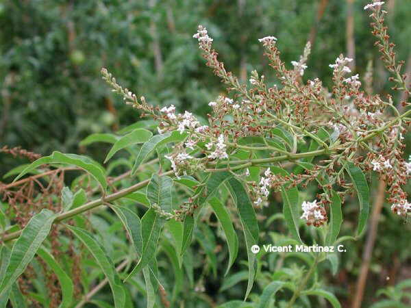 lippia citrodora