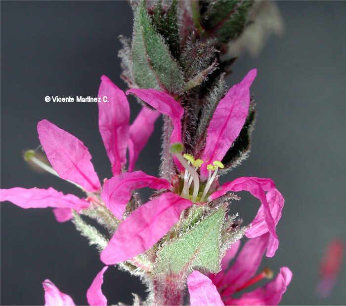 purple loosestrife flower