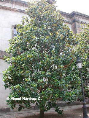 Cultivation of Southern magnolia or Bull bay – Botanical online