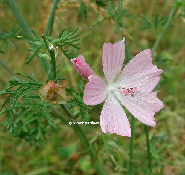 MUSK MALLOW