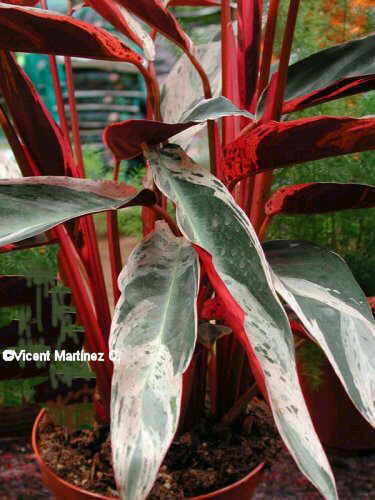 PRAYER PLANT