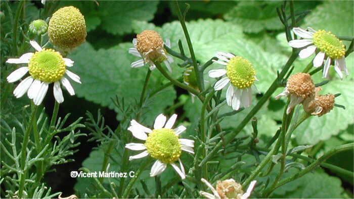 Matricaria chamomilla