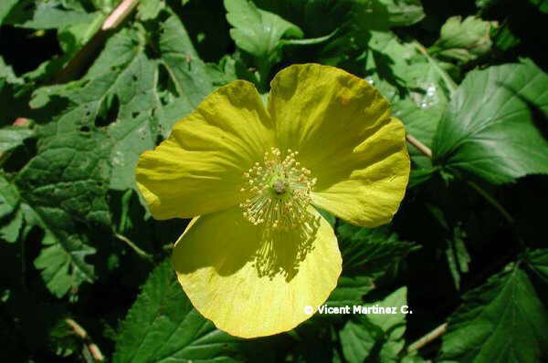 WELSH POPPY