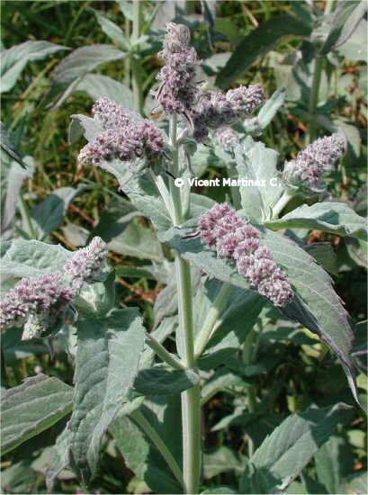 mentha longifolia