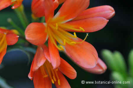 clivia