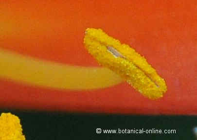 a detail of a stamen