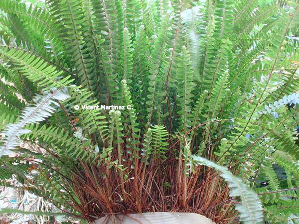 SWORD FERN