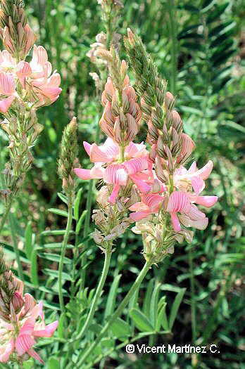 Onobrychis viciifolia