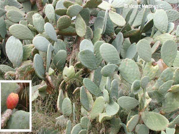 prickly pear plant 