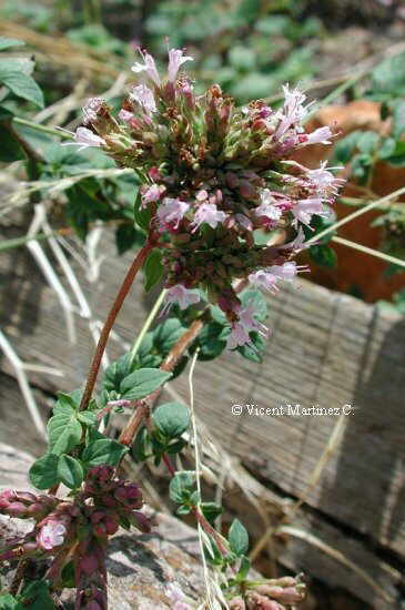 Origanum vulgare