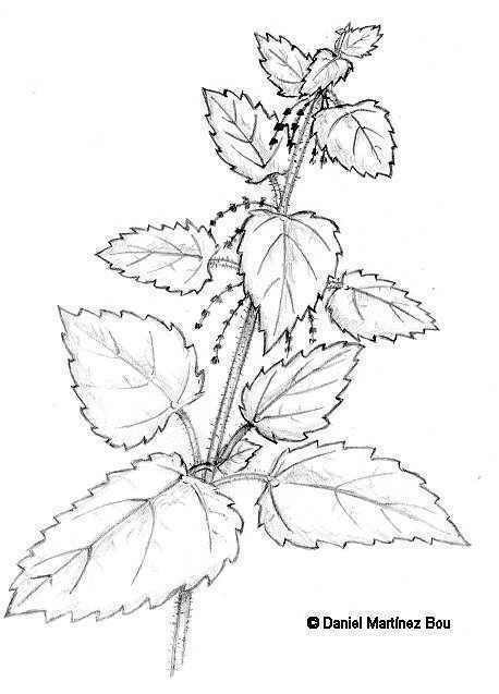 Nettle drawing