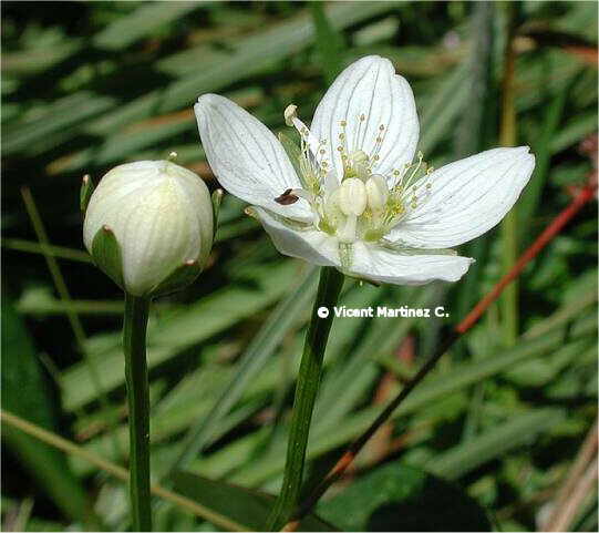 GRASS OF PARNASSUS