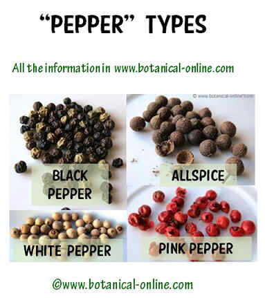 Pepper types