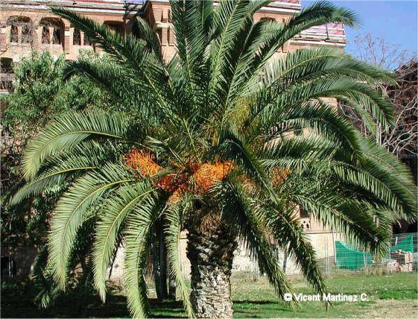 CANARY ISLAND DATE PALM