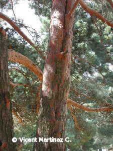 pinus sylvestris