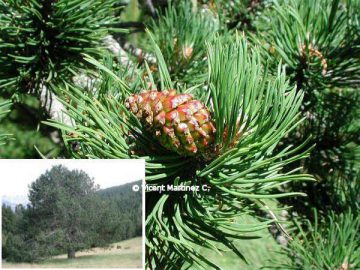 Pinus mugo