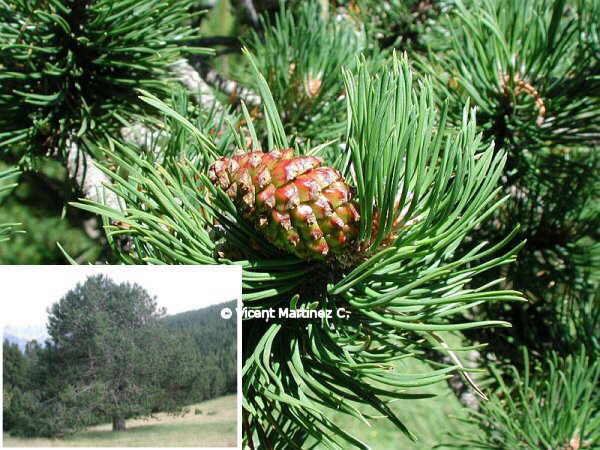 MOUNTAIN PINE