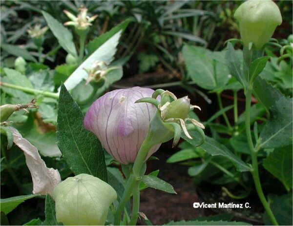 BALLOON FLOWER